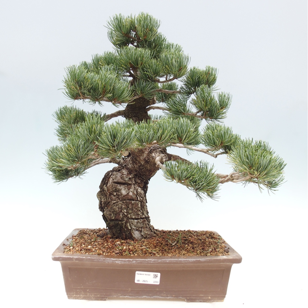 Outdoor bonsai - Pinus parviflora - Small pine tree