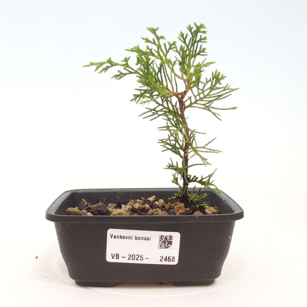 Outdoor bonsai - Juniperus chinensis Itoigawa - Chinese juniper