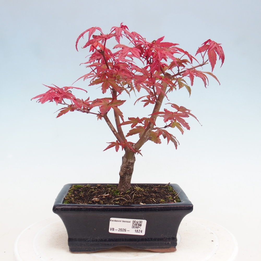 Outdoor bonsai - Acer palmatum DESHOJO