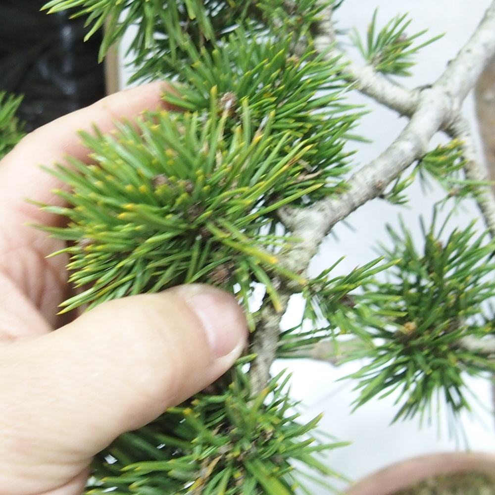Yamadori - Pinus sylvestris 