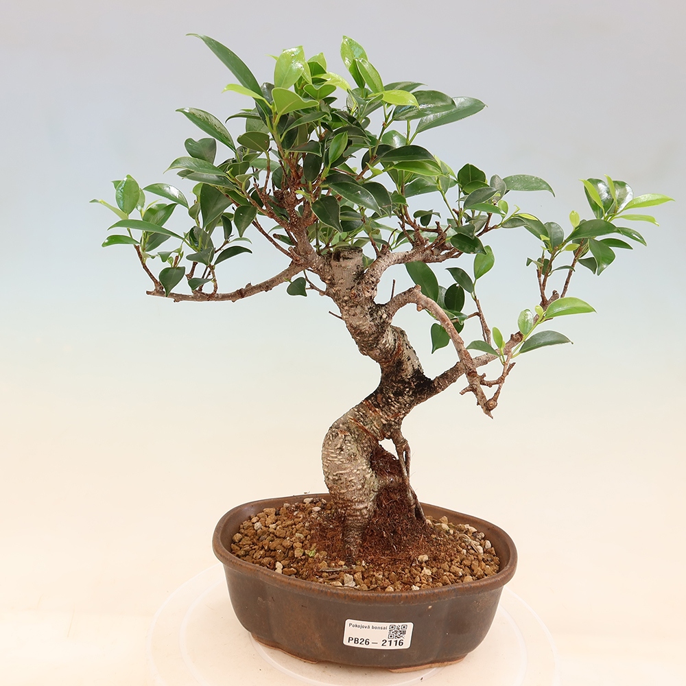 Room bonsai - Ficus retusa - small-leaved ficus