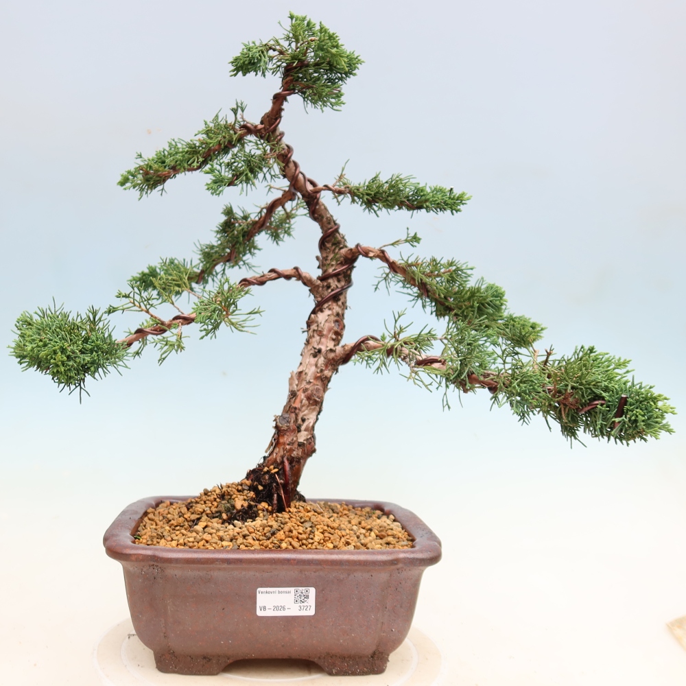 Outdoor bonsai - Juniperus chinensis Kishu