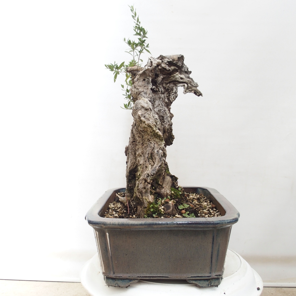 Indoor bonsai - Olea europaea sylvestris - European small-leaved olive oil
