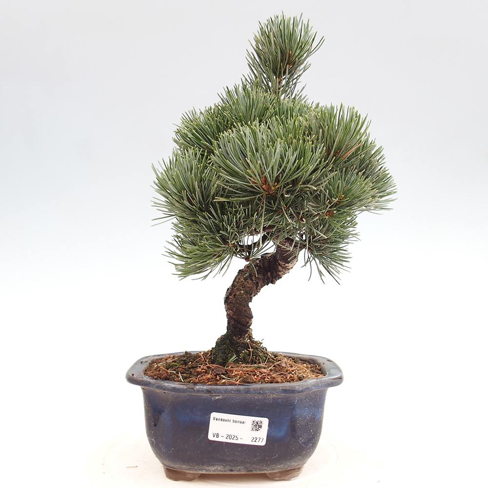 Outdoor bonsai - Pinus parviflora - Small pine tree