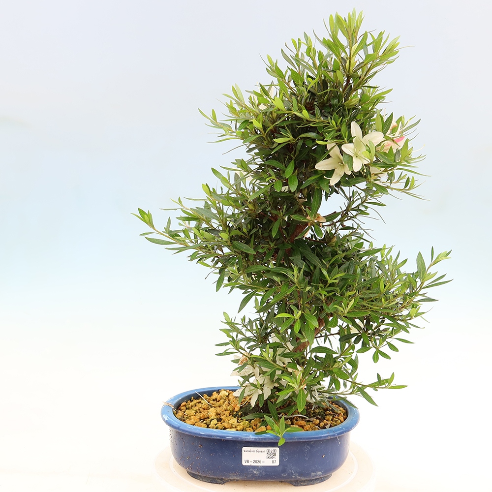 Outdoor bonsai - Japanese Azalea - Azalea Hakurin
