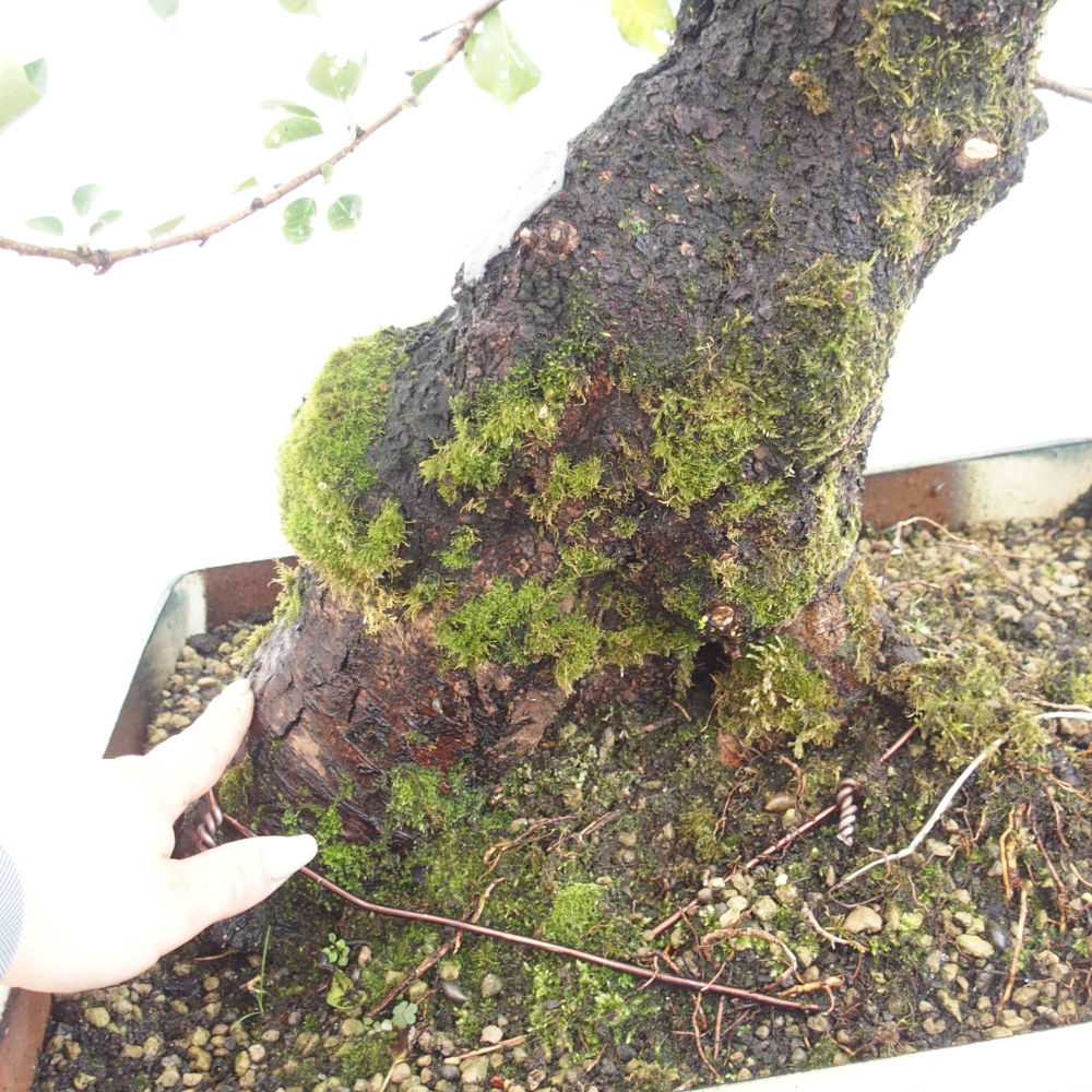 Outdoor bonsai - Mahalebka - Prunus mahaleb