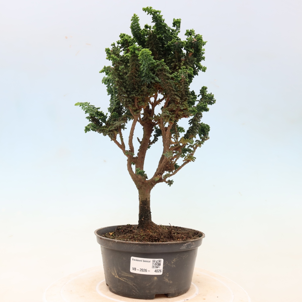 Outdoor bonsai - Cham. obtusa SEKKA HINOKI - Cypress