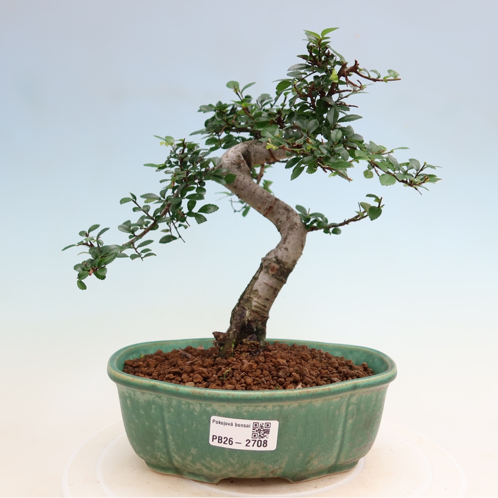 Room bonsai - Ulmus parvifolia - Small-leaved elm