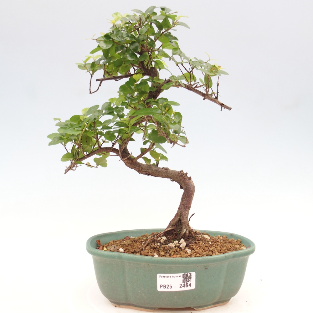 Indoor bonsai - Sagerécie thea - Sagerécie thea