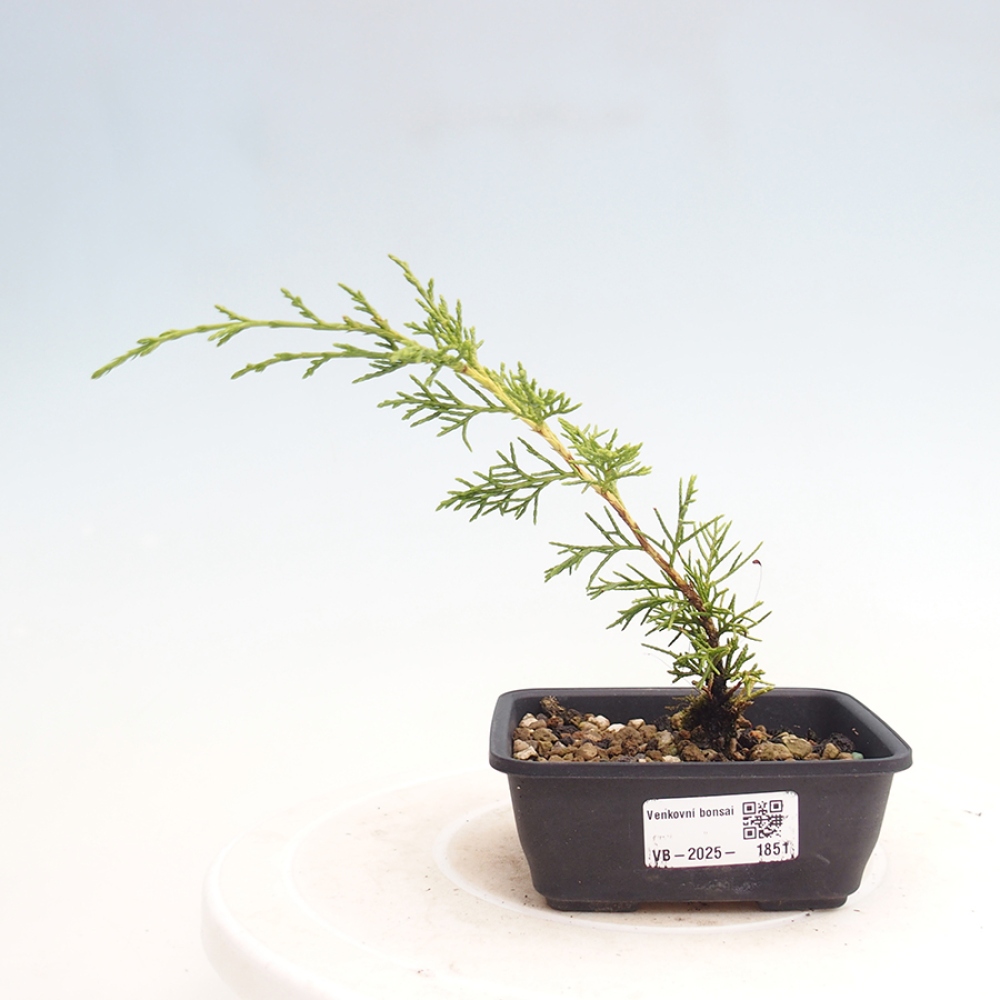 Outdoor bonsai - Juniperus chinensis Itoigawa - Chinese juniper