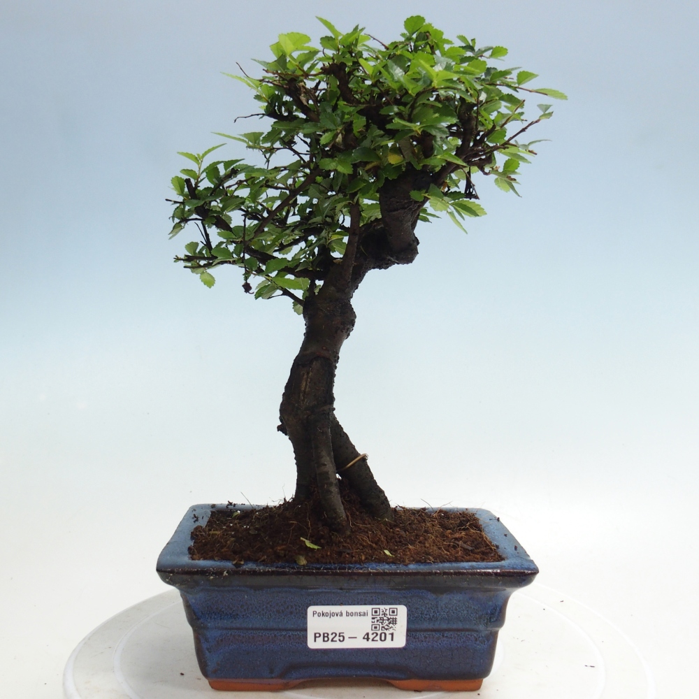 Room bonsai - Ulmus parvifolia - Small-leaved elm