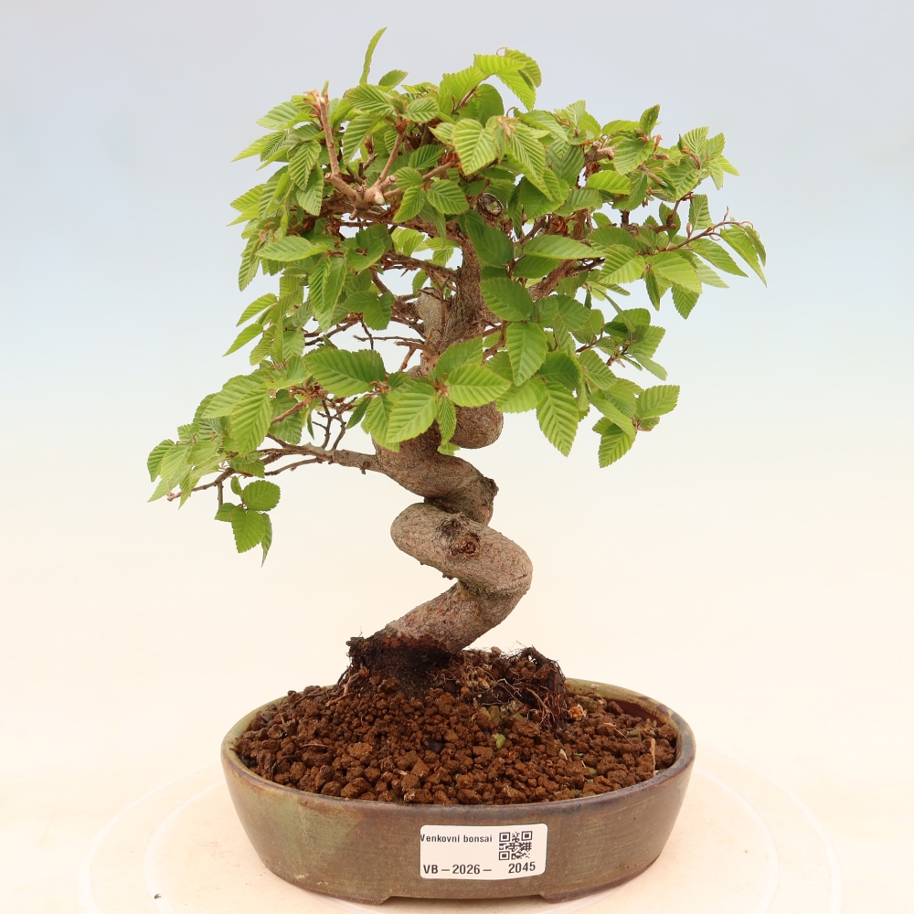 Outdoor bonsai -Carpinus coreana - Korean Hornbeam