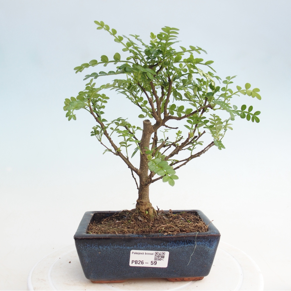 Room bonsai - Zantoxylum piperitum - pepper tree