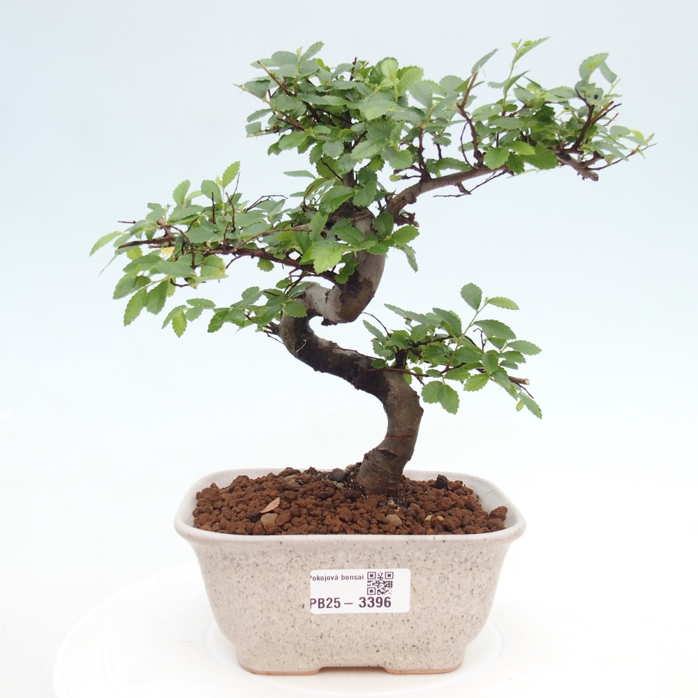 Room bonsai - Ulmus parvifolia - Small-leaved elm
