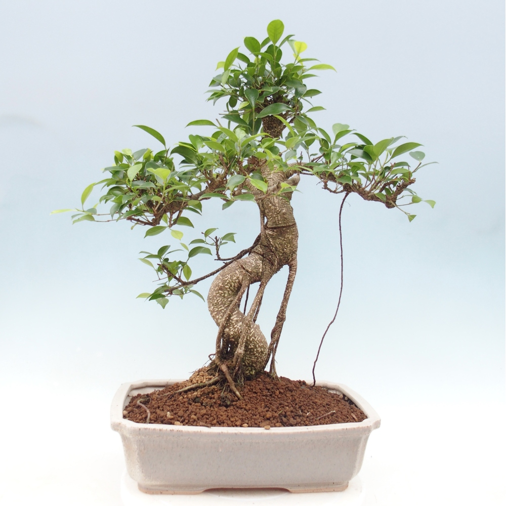 Room bonsai - Ficus retusa - small-leaved ficus