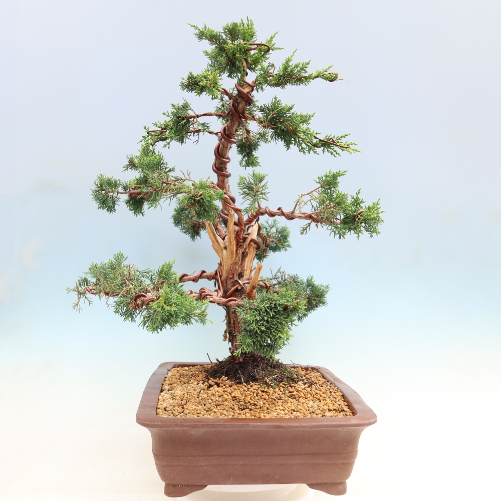 Outdoor bonsai - Juniperus chinensis Kishu
