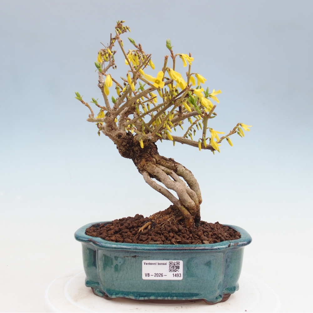 Outdoor bonsai - Zlatice - Forsythia koreana