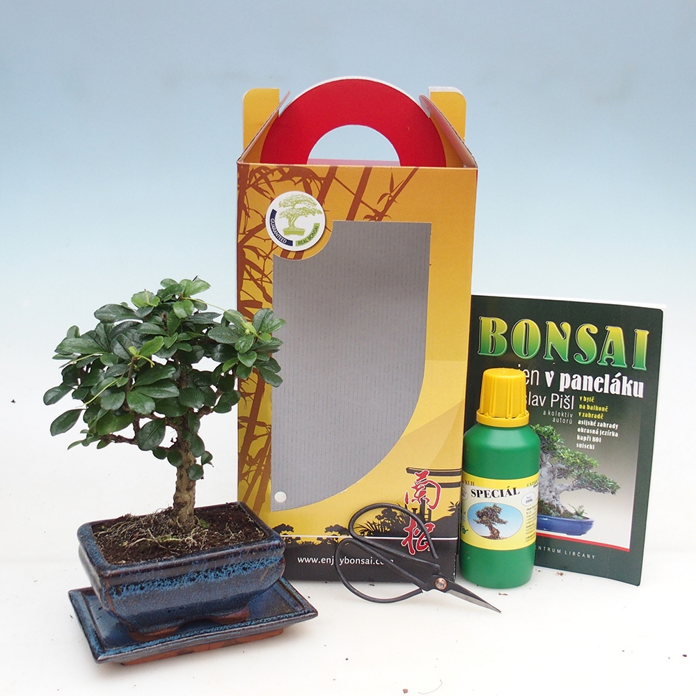 Room bonsai in gift box Carmona microphylla - Tea fuki