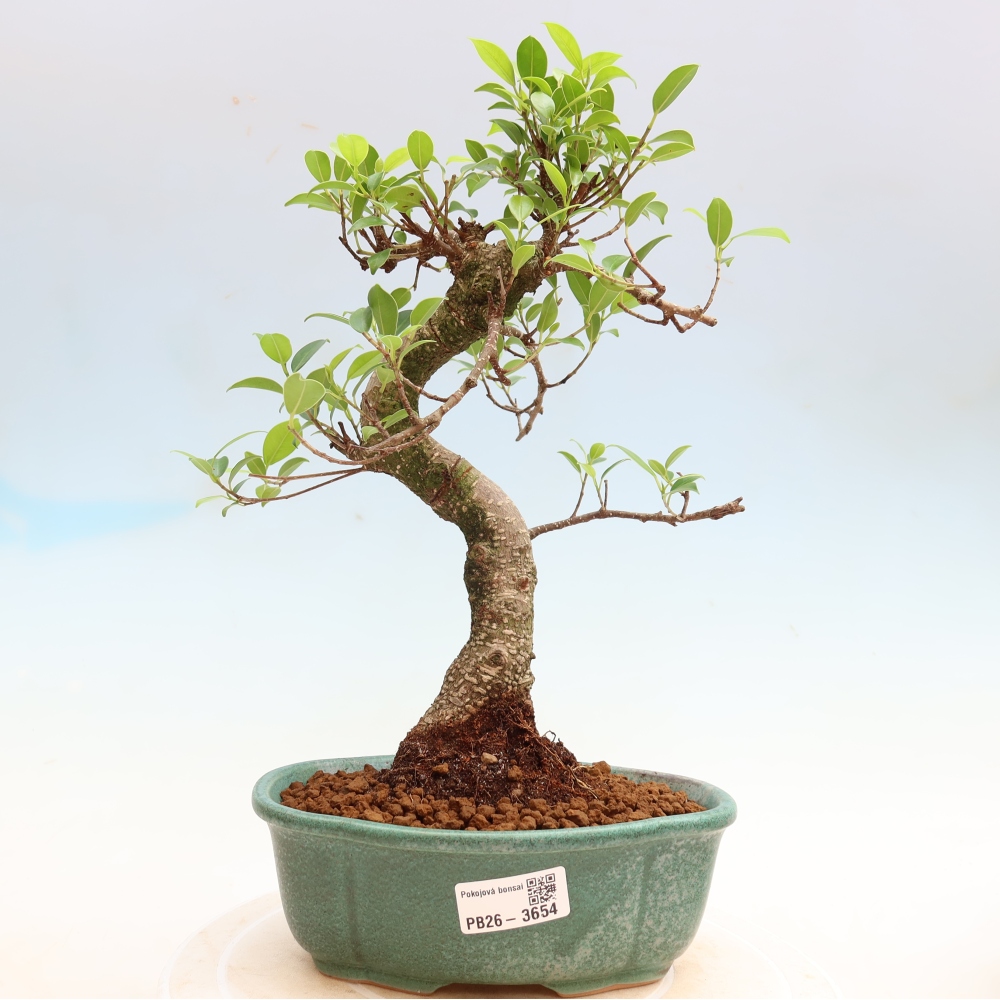 Room bonsai - Ficus kimmen - small-leaved ficus