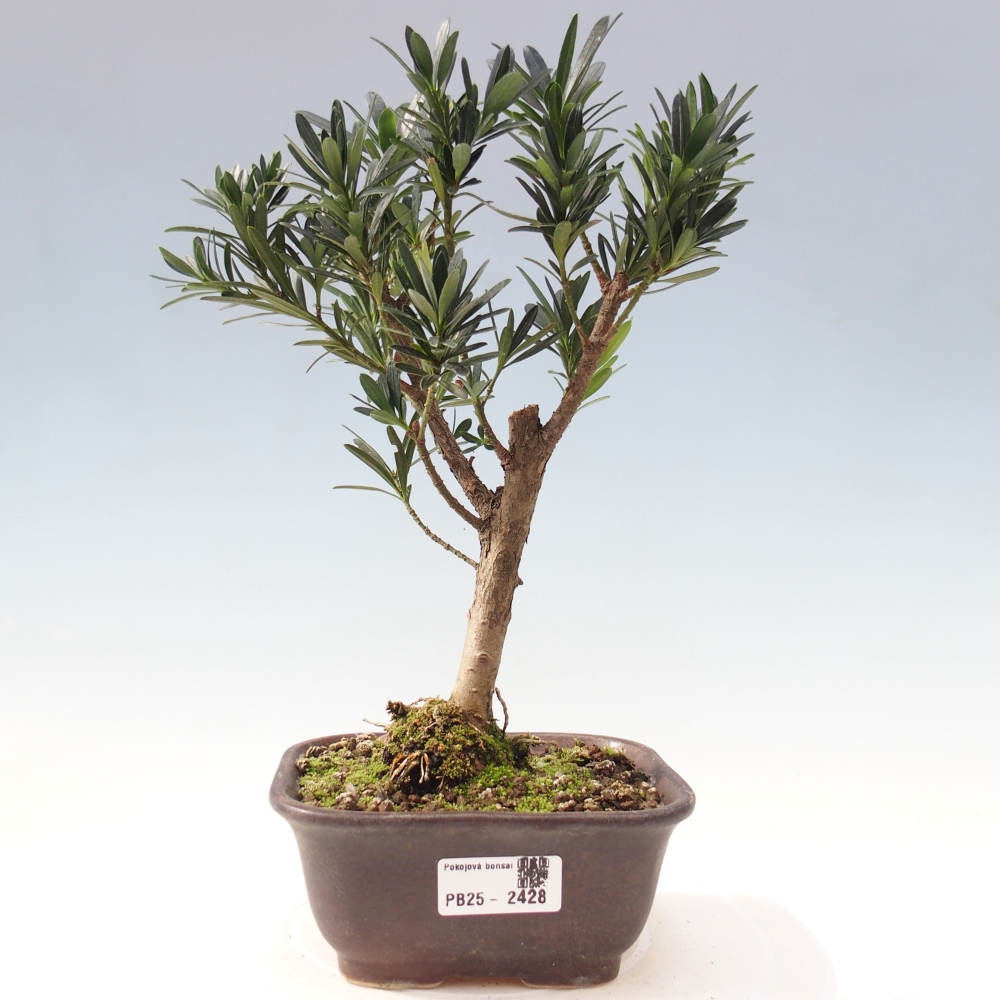 Indoor bonsai - Podocarpus - Stone thous