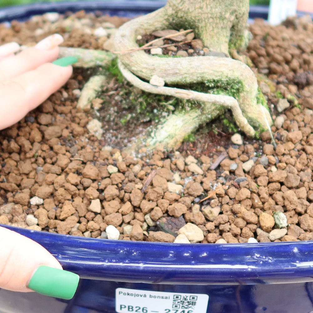 Room bonsai - Zantoxylum piperitum - pepper tree