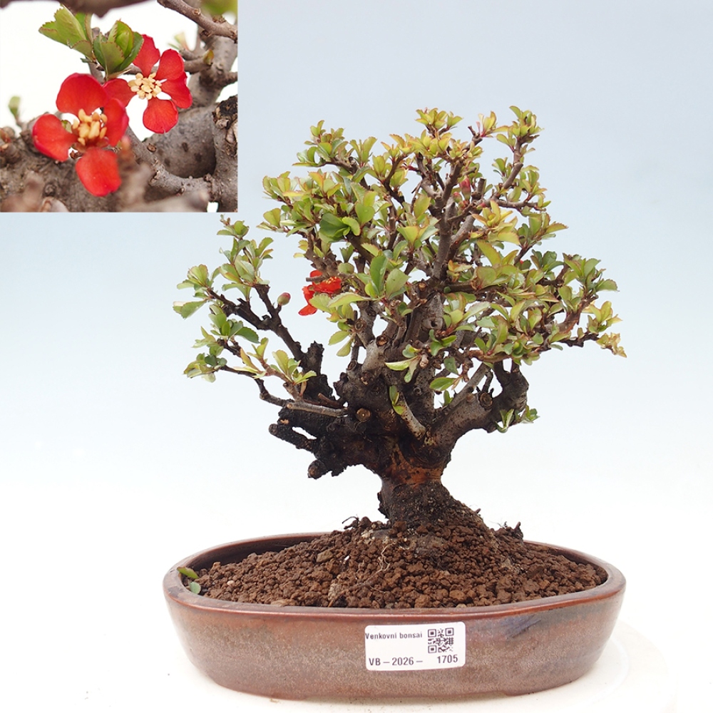 Outdoor bonsai - Chaneomeles speciosa - Quince