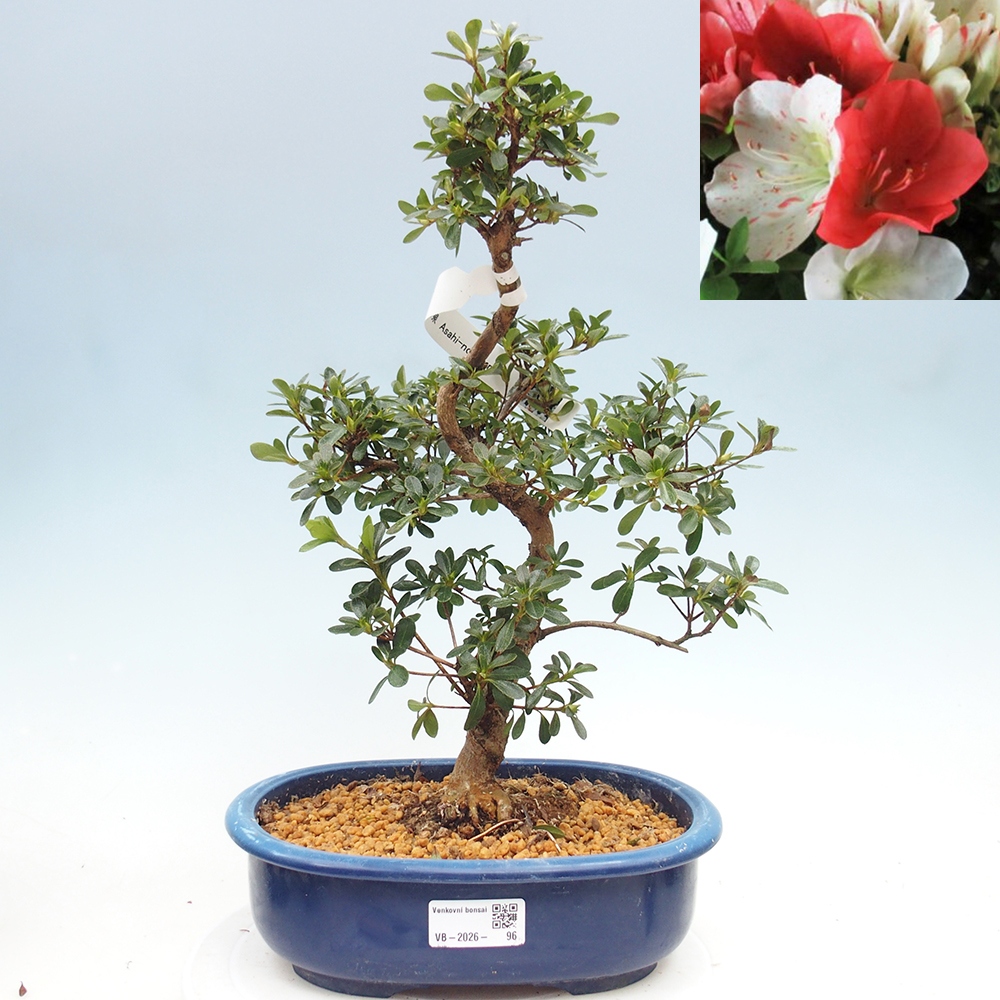 Outdoor bonsai - Japanese azalea - Azalea Asahi-no-izumi
