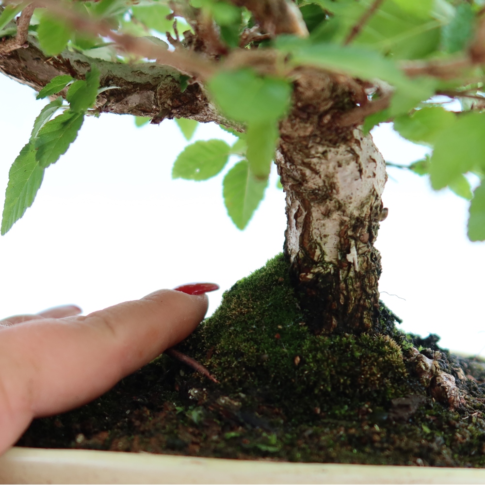 Outdoor bonsai -Carpinus coreana - Korean Hornbeam