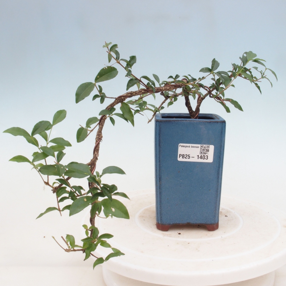 Room bonsai - Malpighia coccigera- Barbdorian cherry