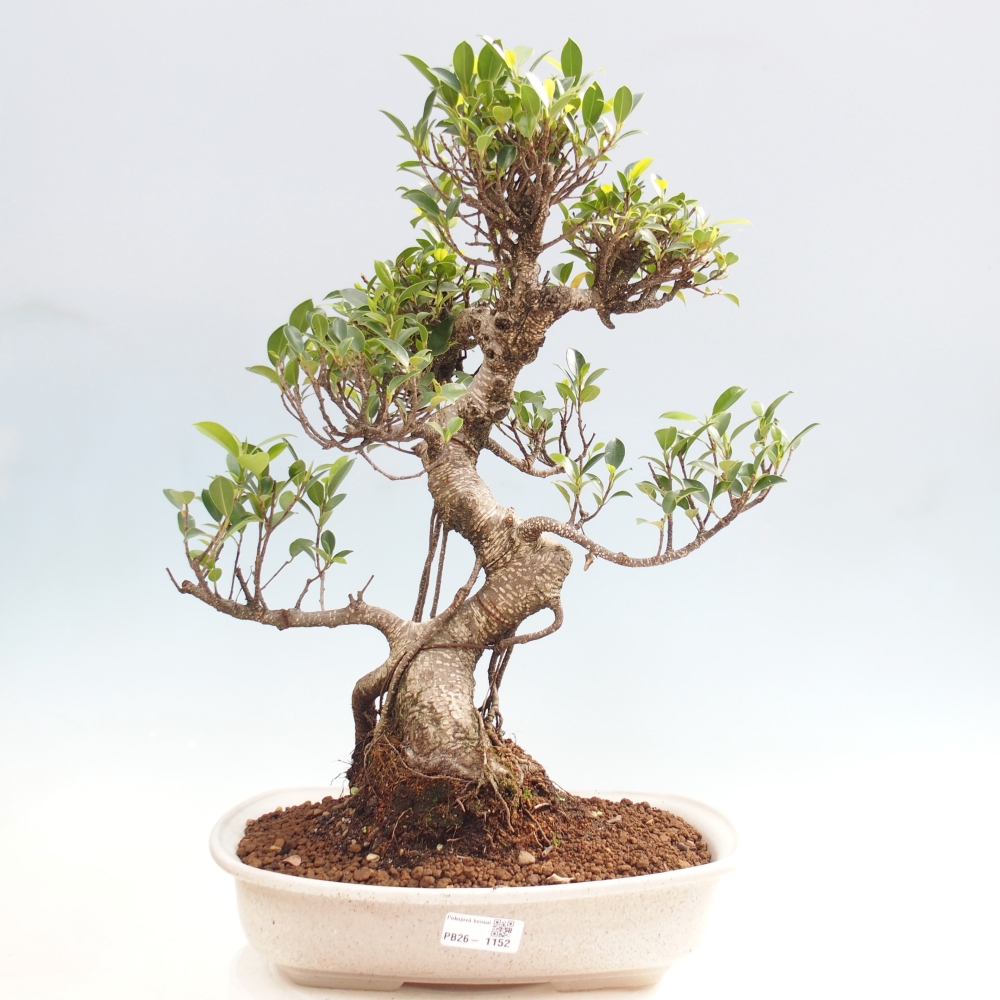 Room bonsai - Ficus kimmen - small-leaved ficus