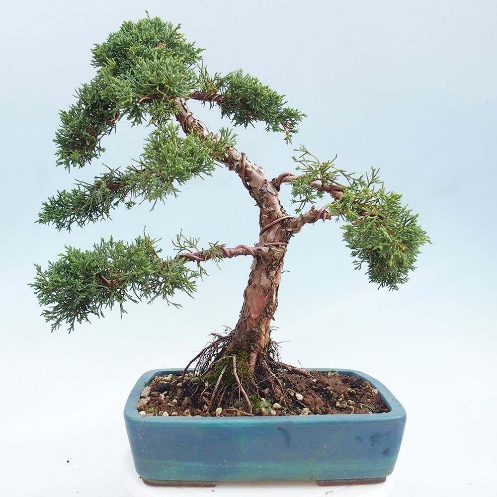 Outdoor bonsai - Juniperus chinensis Kishu - Chinese juniper