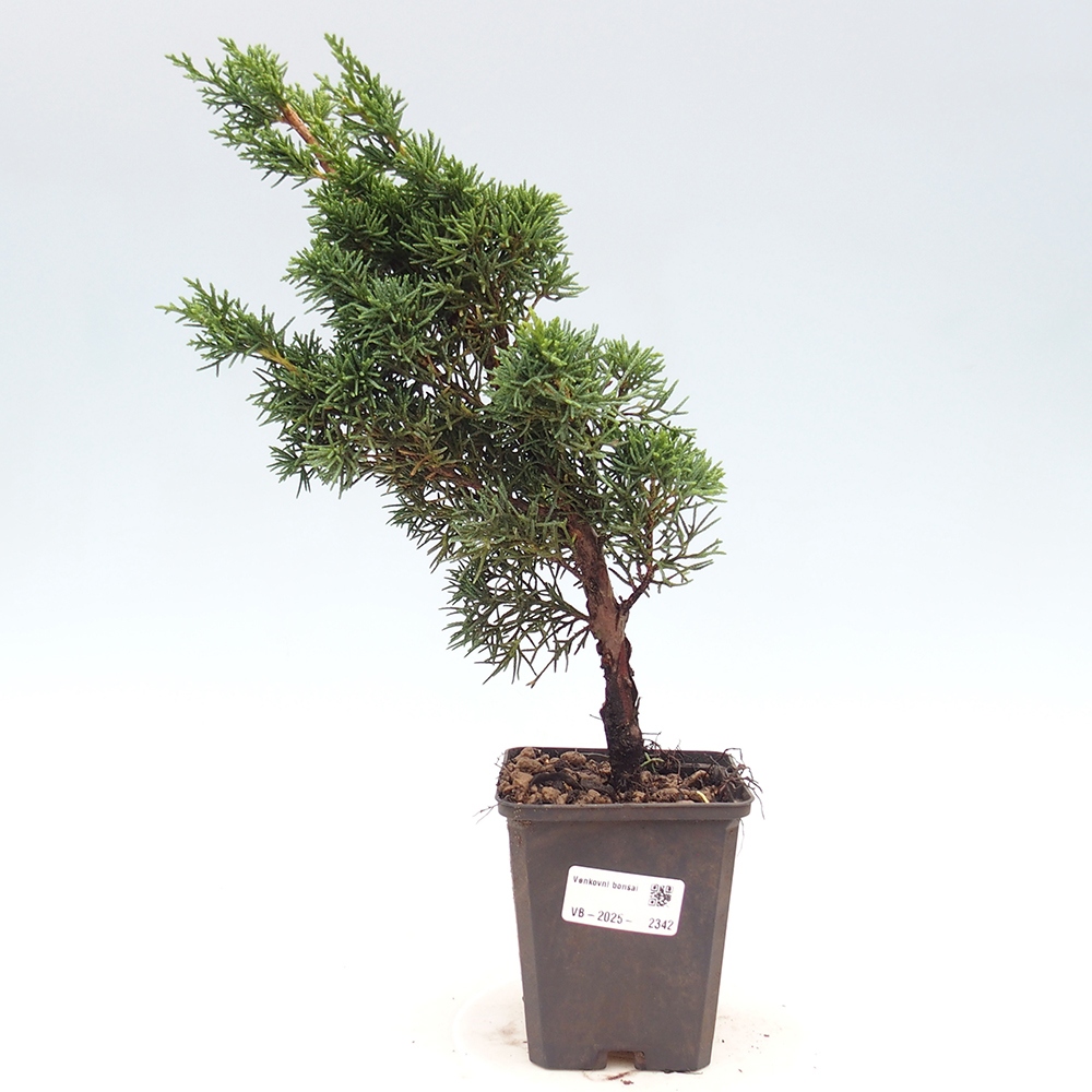 Outdoor bonsai - Juniperus chinensis Kishu - Chinese juniper