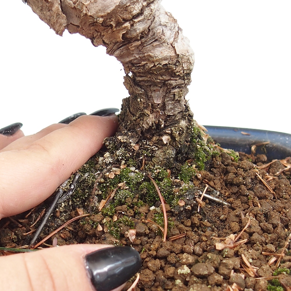 Outdoor bonsai - Pinus parviflora - Small pine tree