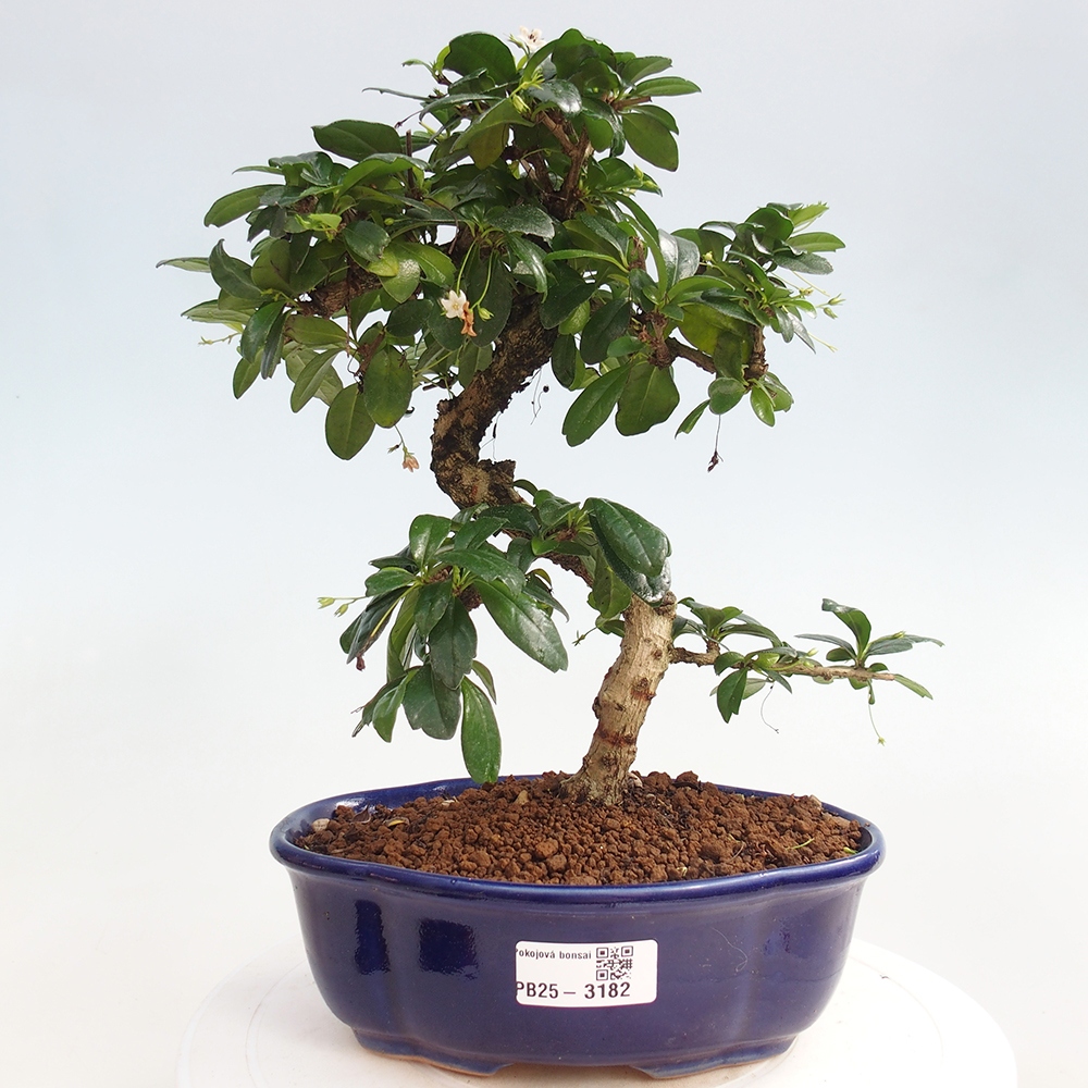 Room bonsai - Carmona macrophylla - Tea fuki