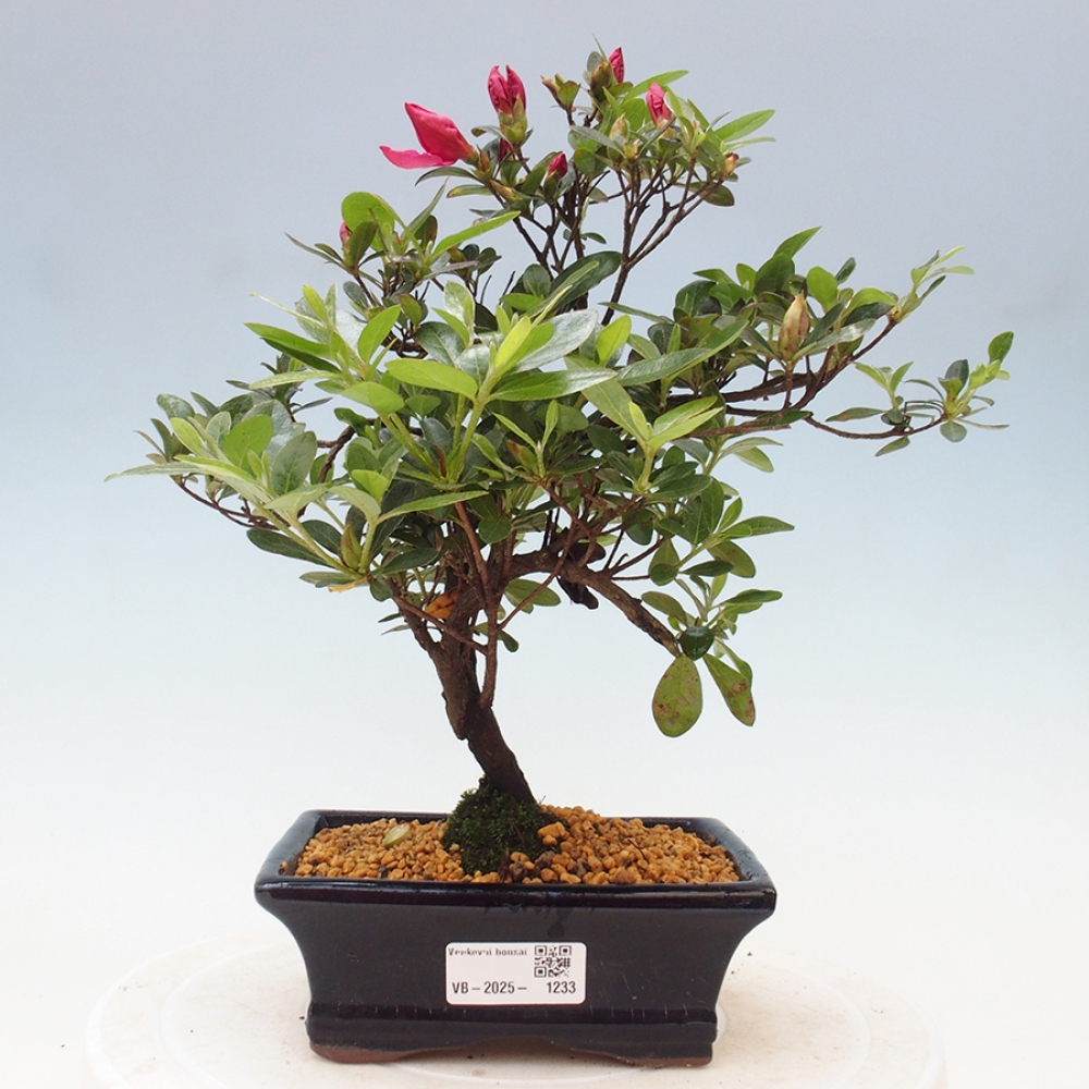Outdoor bonsai - Japanese azalea - Azalea sp.