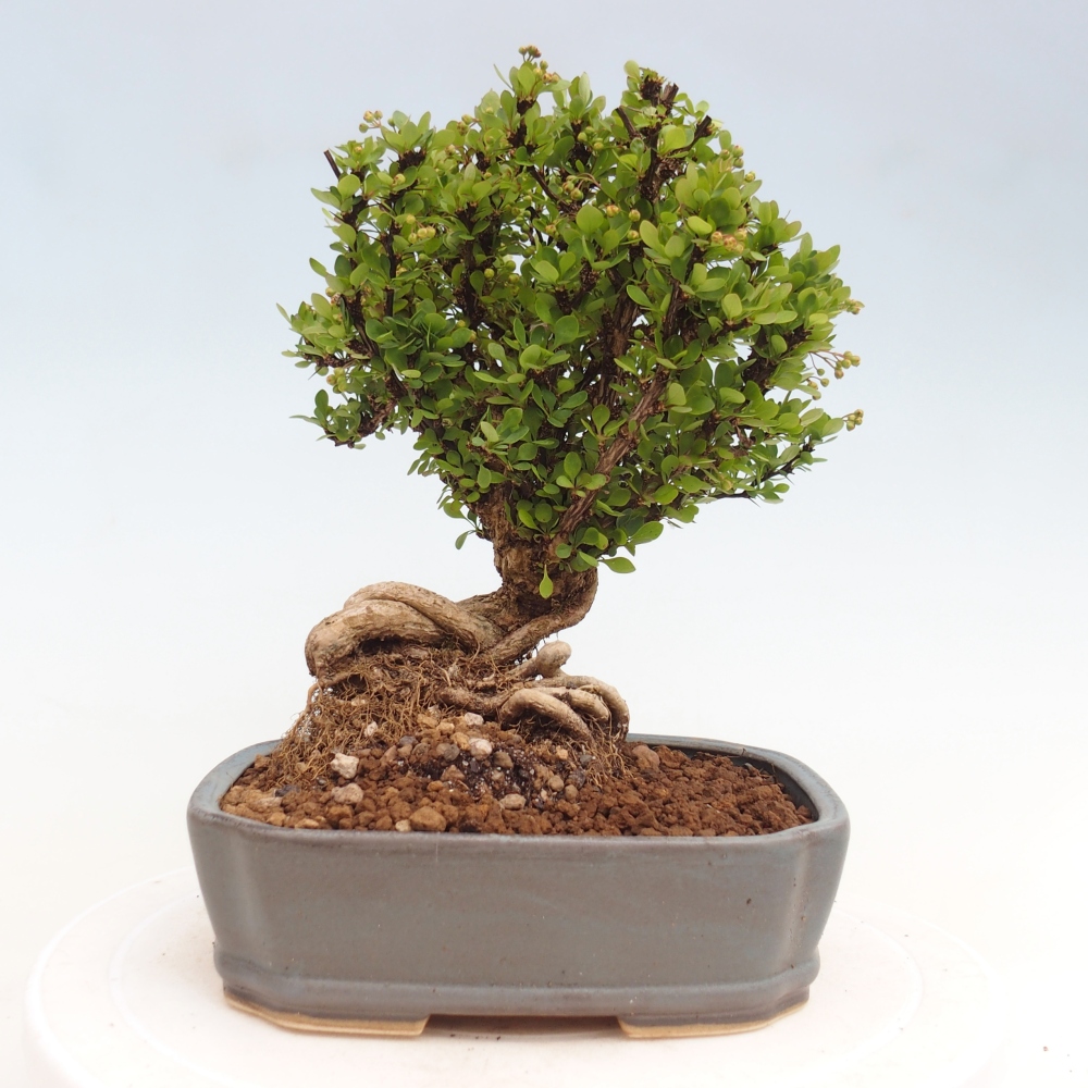 Outdoor bonsai - Berberis coreana