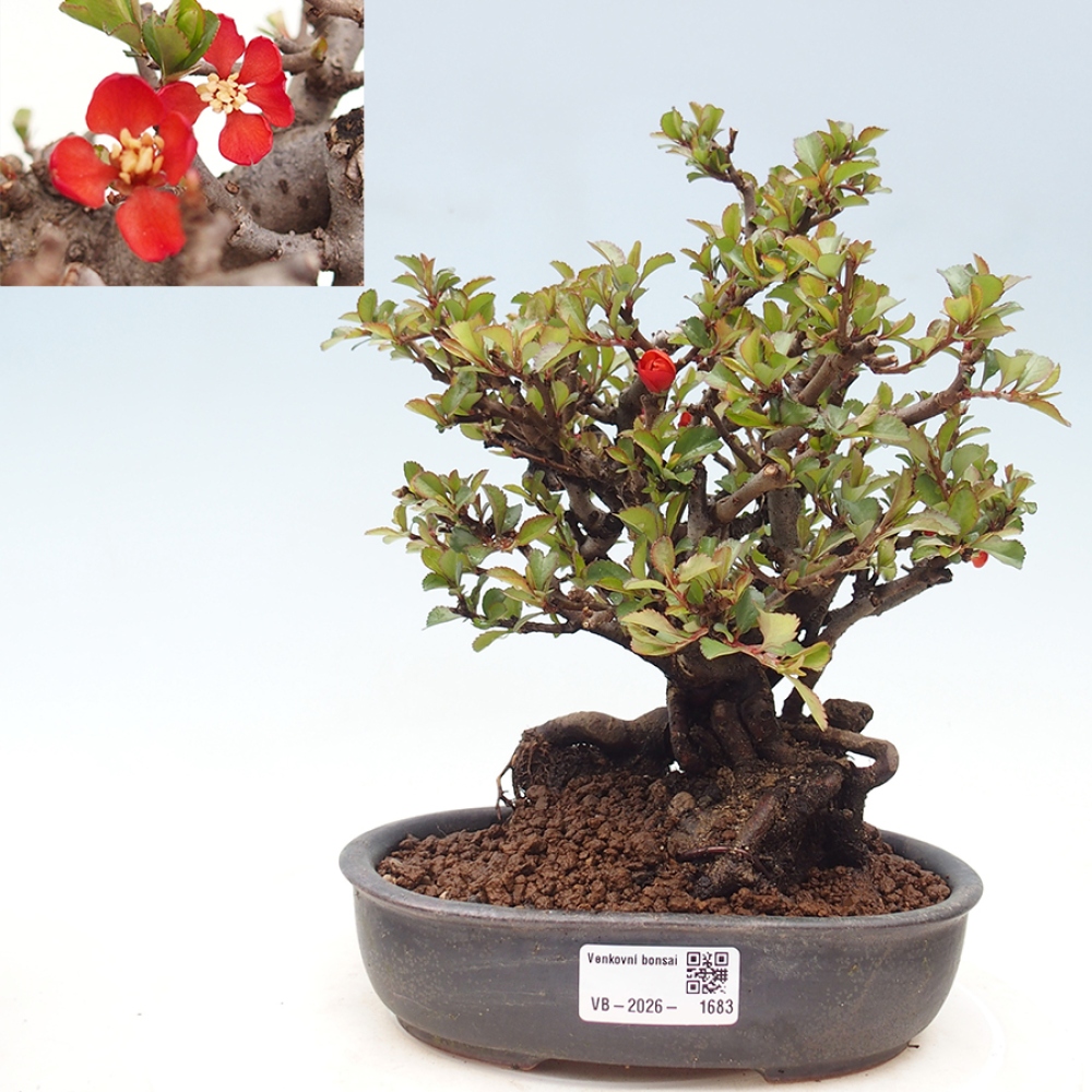 Outdoor bonsai - Chaneomeles speciosa - Quince