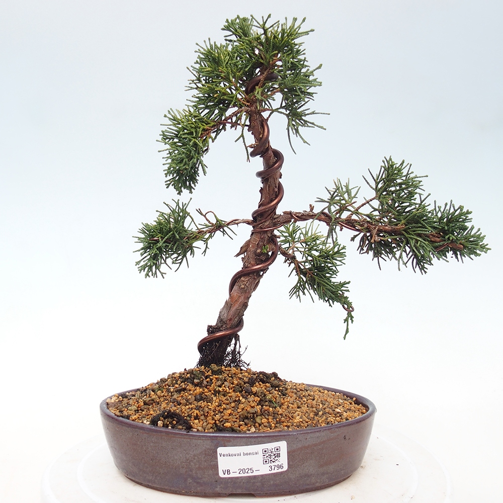 Outdoor bonsai - Juniperus chinensis Kishu