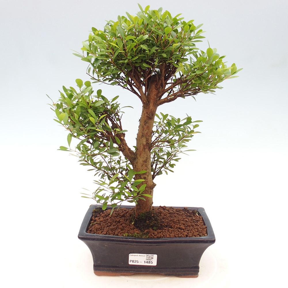 Room bonsai - Syzygium - Pimentovník