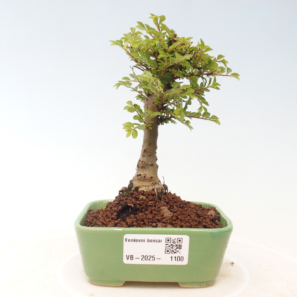 Outdoor bonsai - Ulmus parvifolia Sagei - Small-leaved elm
