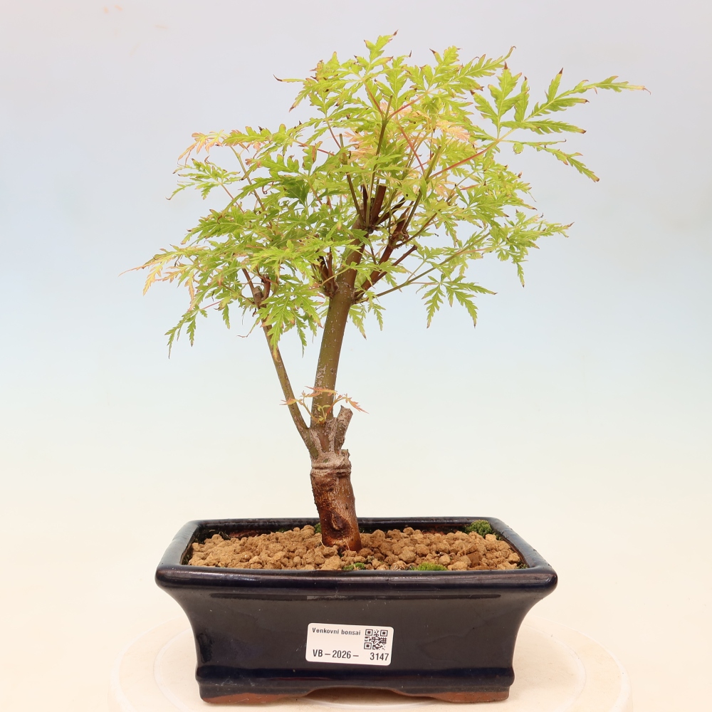 Outdoor Bonsai - Acer palmatum Dissectum - Japanese Maple 