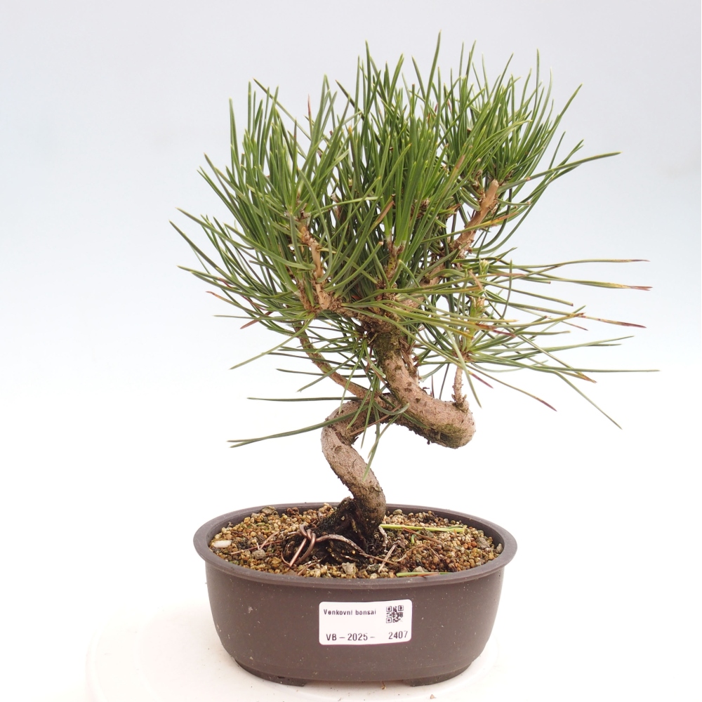 Outdoor bonsai - Pinus thunbergii - Thunbergia pine