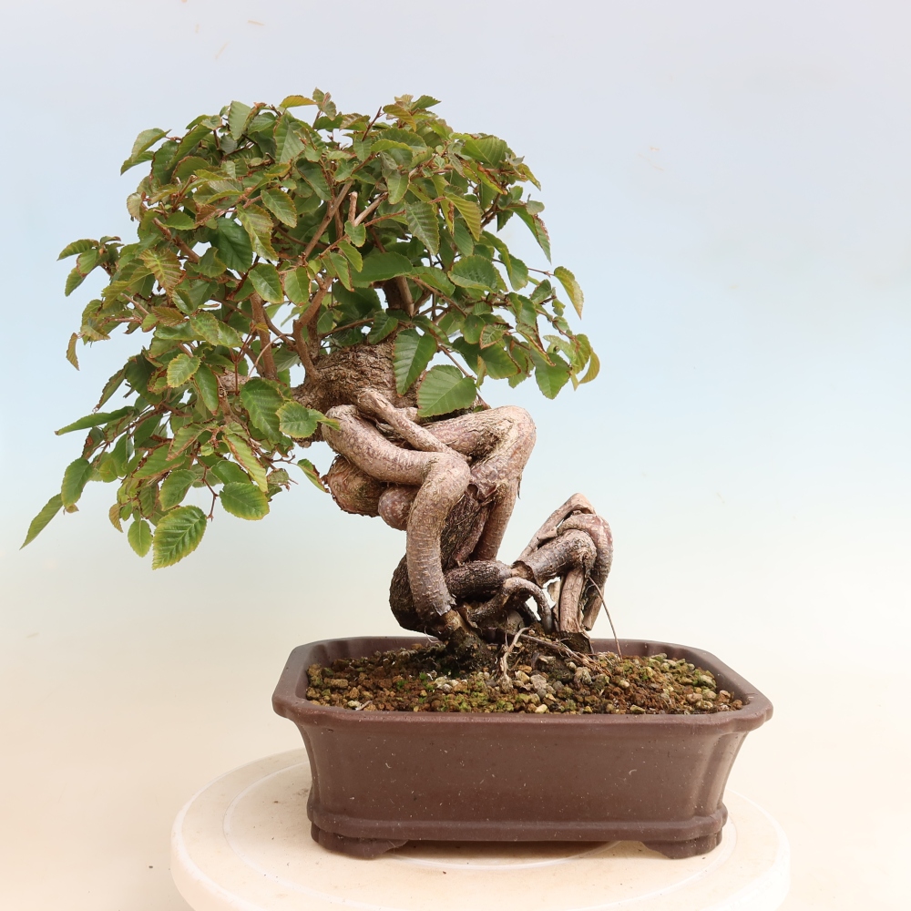 Outdoor bonsai -Carpinus CARPINOIDES - Korean Hornbeam