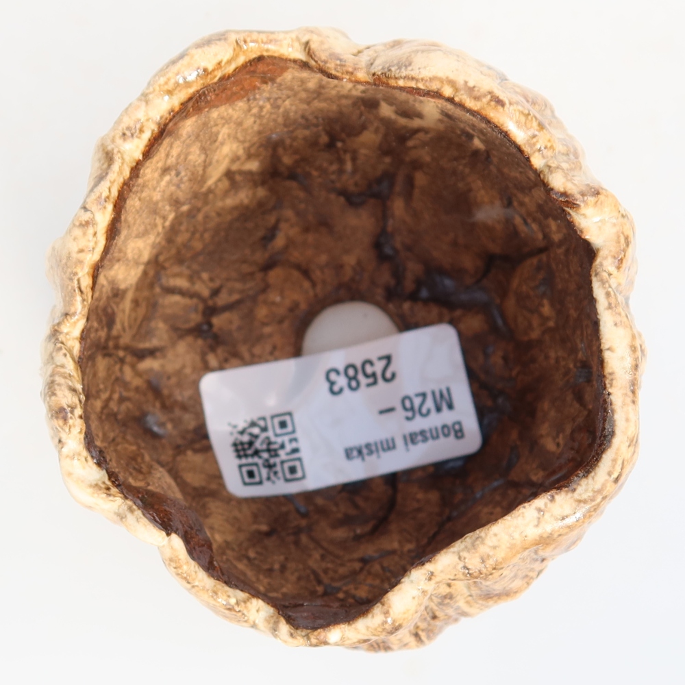 Ceramic Shell, 7 x 7 x 6.5 cm, white-brown