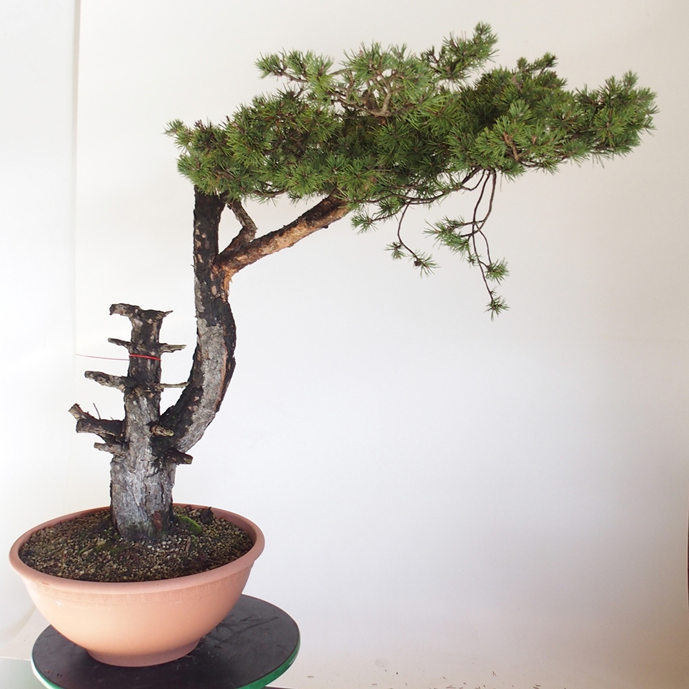 Yamadori - Pinus sylvestris Spain