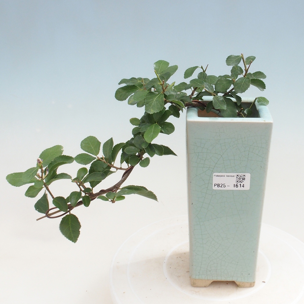 Indoor bonsai - Grewia occidentalis - Lavender star