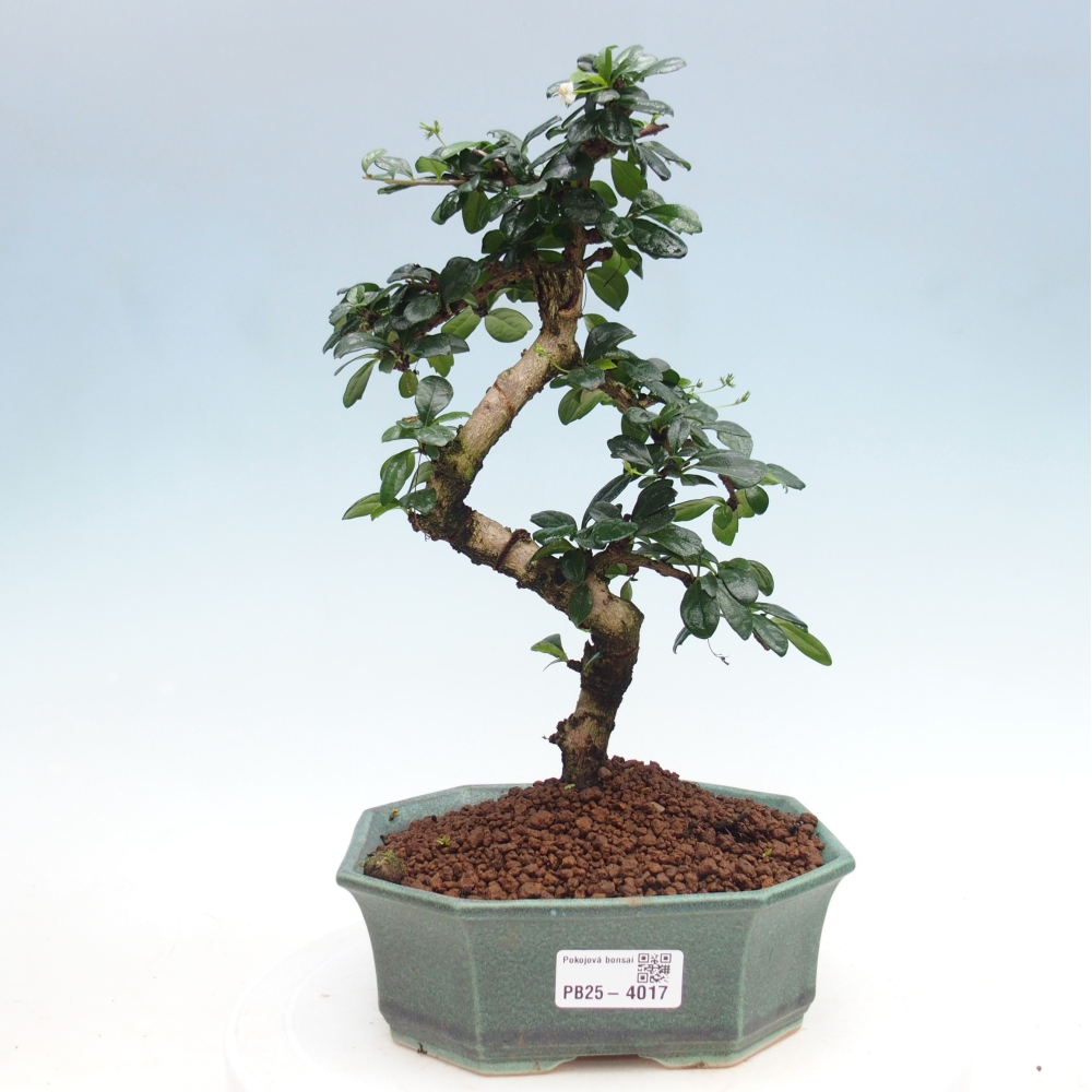Room bonsai - Carmona macrophylla - Tea fuki