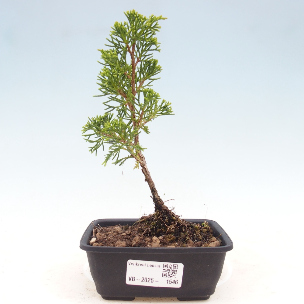 Outdoor bonsai - Juniperus chinensis Itoigawa - Chinese juniper