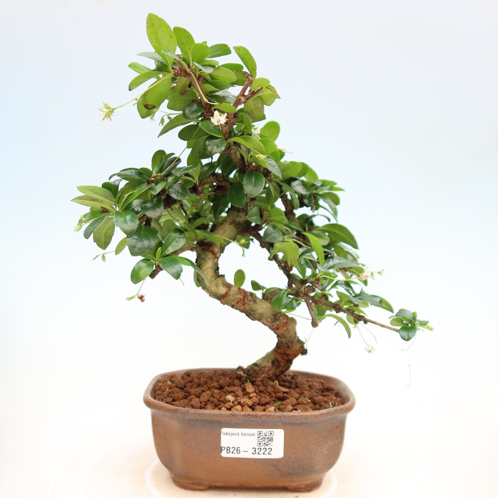 Room bonsai - Carmona macrophylla - Tea fuki