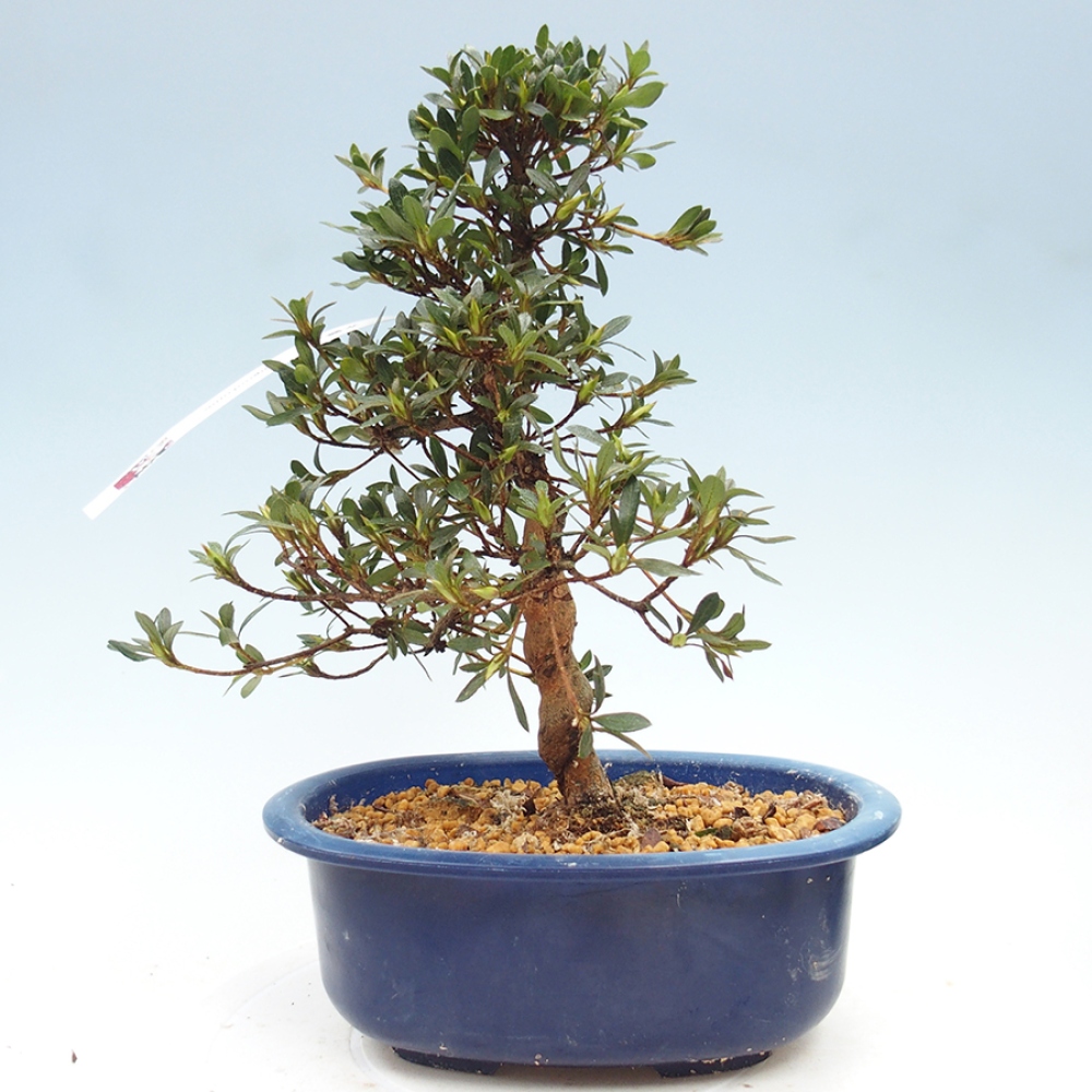 Outdoor bonsai - Japanese Azalea - Azalea Suigootome